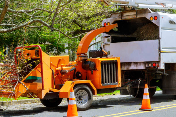 How Our Tree Care Process Works  in  Harrison, NY