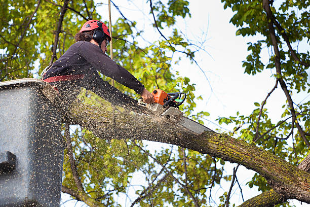 Best Tree Risk Assessment  in Harrison, NY